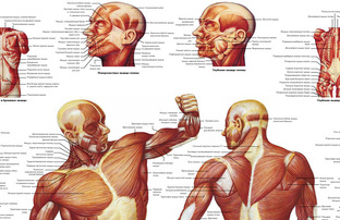 Медицинские и анатомические плакаты