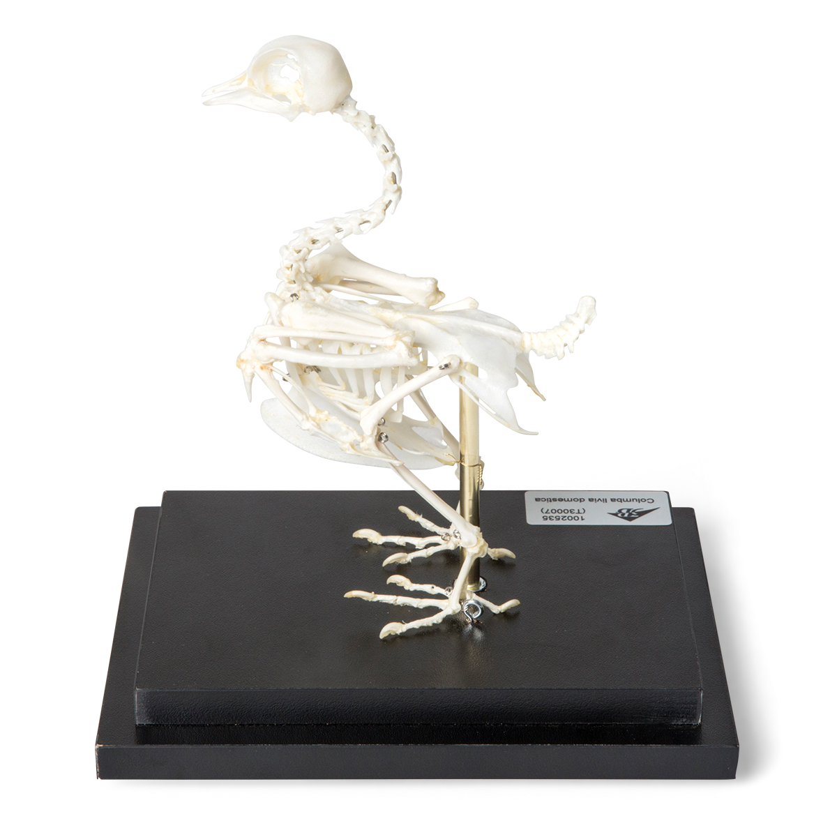 t300071_02_1200_1200_skelet-domashnego-golubya-columba-livia-domestica-preparat
