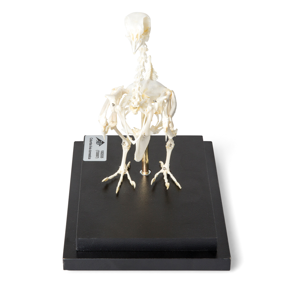 t300071_03_1200_1200_skelet-domashnego-golubya-columba-livia-domestica-preparat