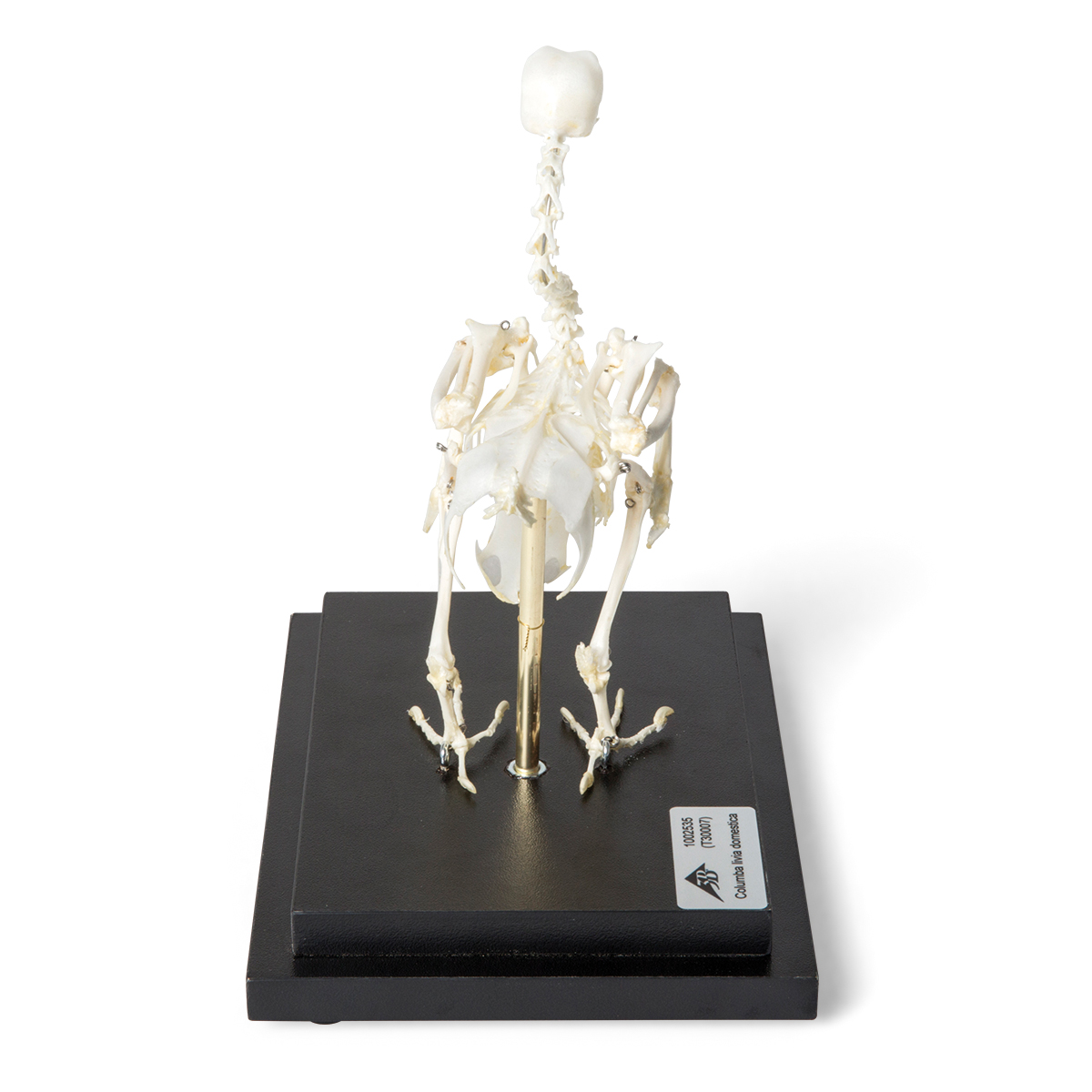 t300071_05_1200_1200_skelet-domashnego-golubya-columba-livia-domestica-preparat
