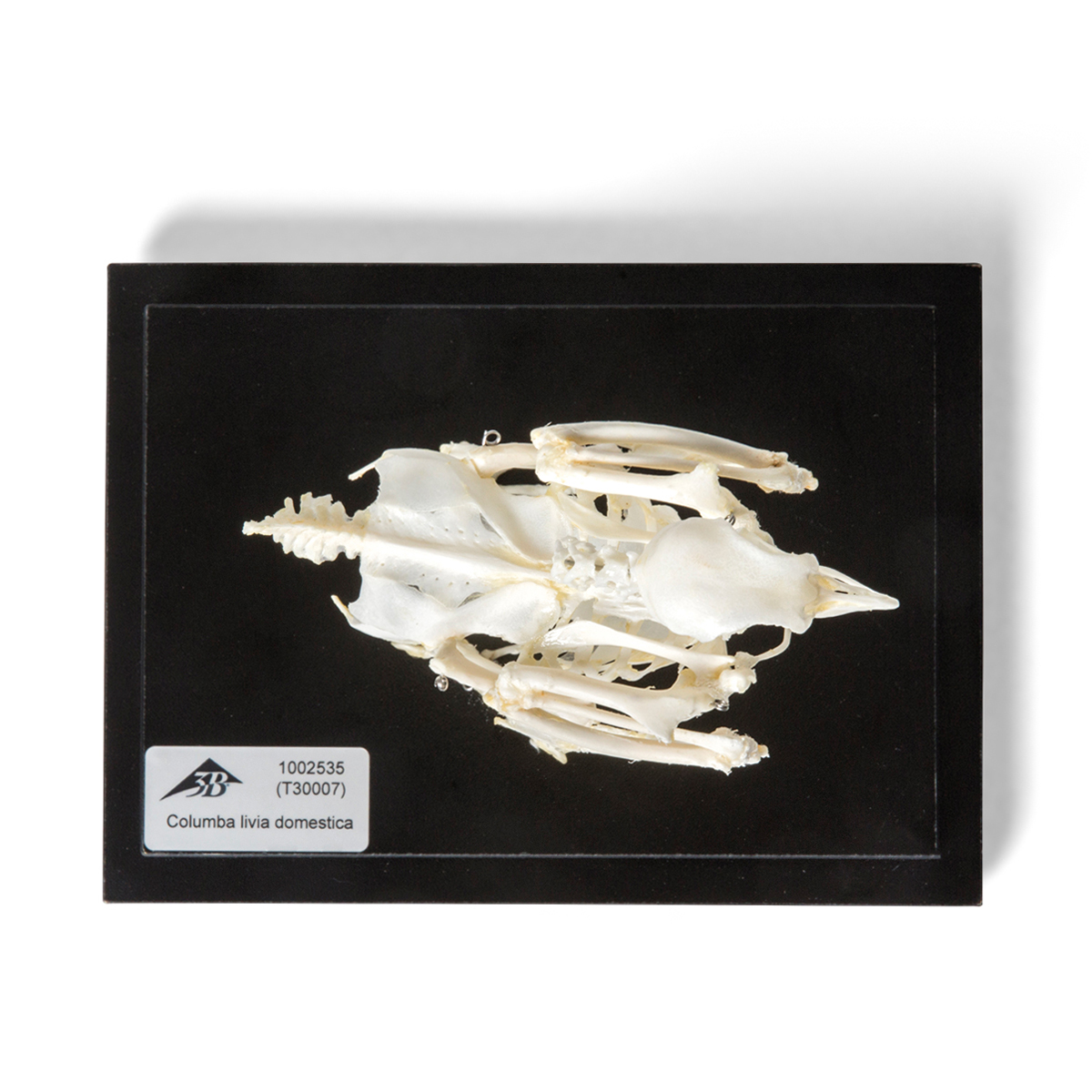 t300071_06_1200_1200_skelet-domashnego-golubya-columba-livia-domestica-preparat